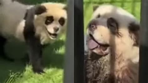 panda are fake